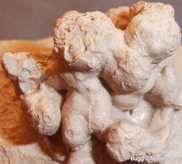 мшанки, Инкерман