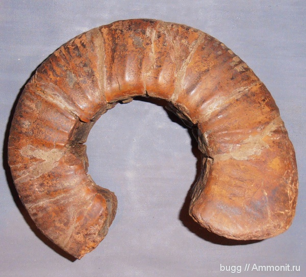 юра, Homeoplanulites, Балаклава, Золотой пляж, Jurassic, Homoeoplanulites