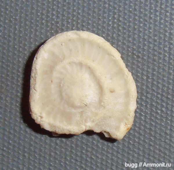 палеоген, Operculina, Инкерман, Nummulitida