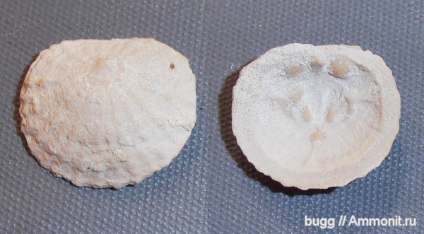 палеоген, Craniida, isocrania posselti, Isocrania, Инкерман