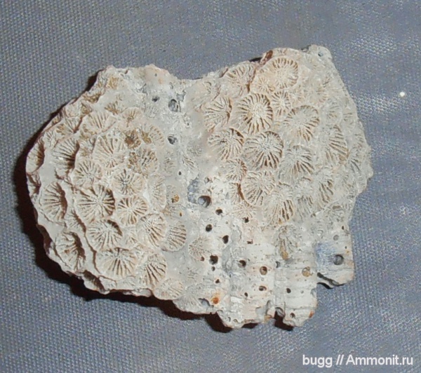 миоцен, Scleractinia