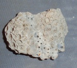 Миоценовый коралл на фрагменте двустворки!