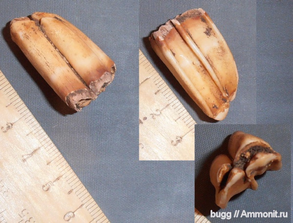 зубы лошадей, зубы млекопитающих, Долгоруковская яйла