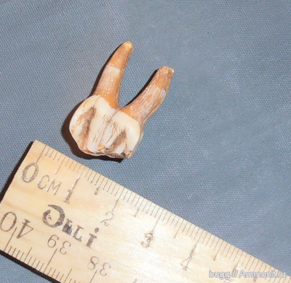 зубы млекопитающих, Долгоруковская яйла