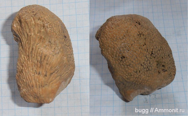 мел, Scleractinia, Родное, Cretaceous