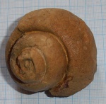 гастропода