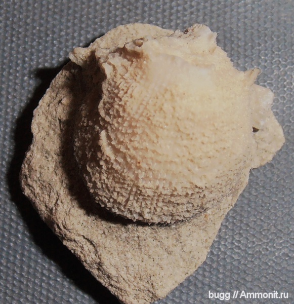 мел, Ostrea, Инкерман, Cretaceous