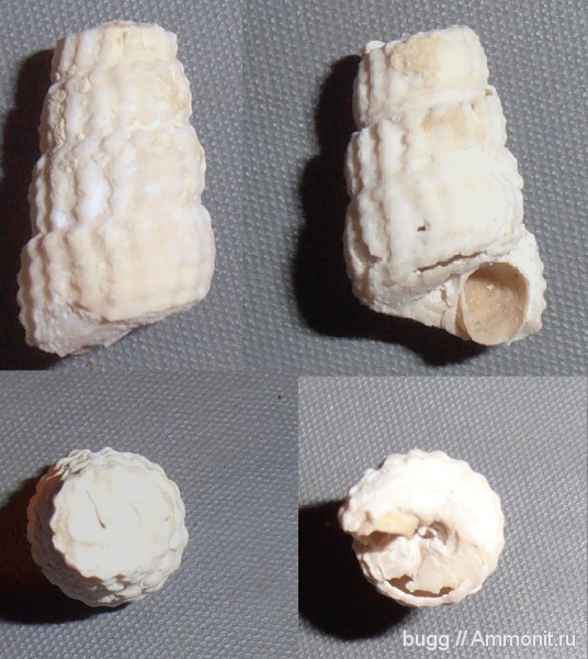 гастроподы, палеоген, олигоцен, Terebralia bidentata, Инкерман