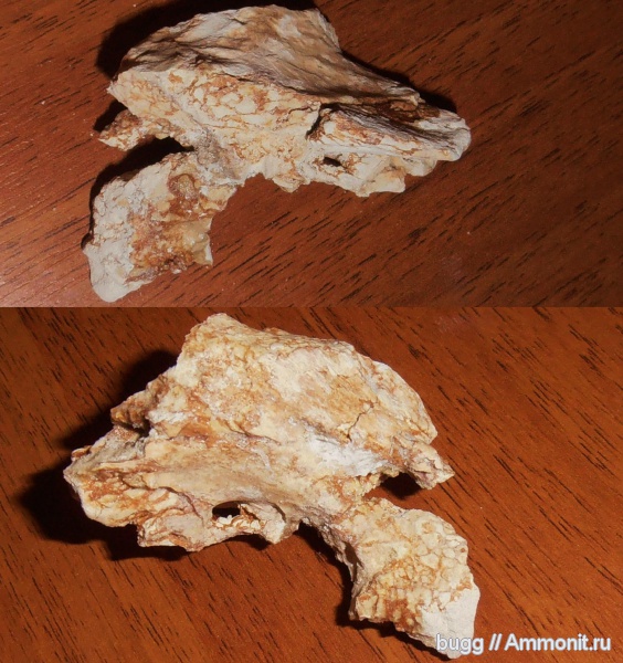 мел, мозазавры, Инкерман, Cretaceous