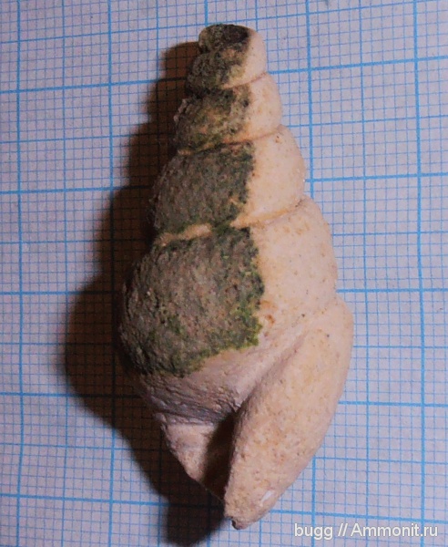 мел, Инкерман, Cretaceous