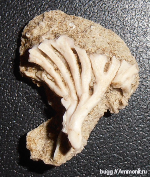 мел, мшанки, Инкерман, Cretaceous