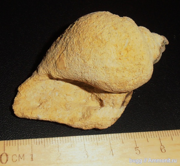 мел, Инкерман, Harpagodes, Cretaceous