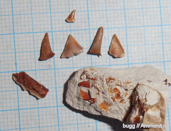 мел, рыбы, Squalicorax, зубы акул, Инкерман, Cretaceous, fish, shark teeth