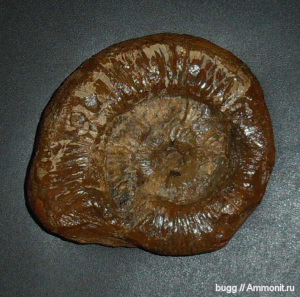 юра, Золотой пляж, Jurassic