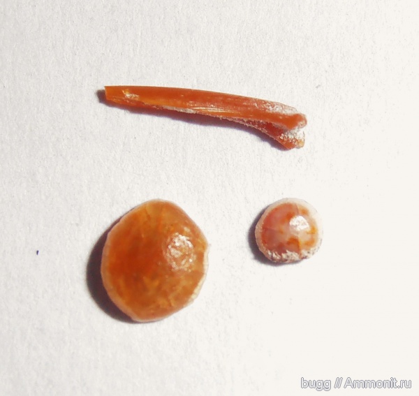 мел, рыбы, Терновка, Cretaceous, fish