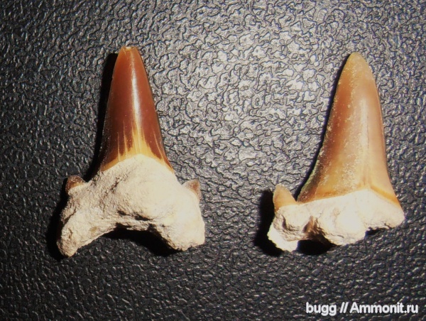 мел, зубы акул, Cretoxyrhina, Otodus, Терновка, Cretaceous, shark teeth