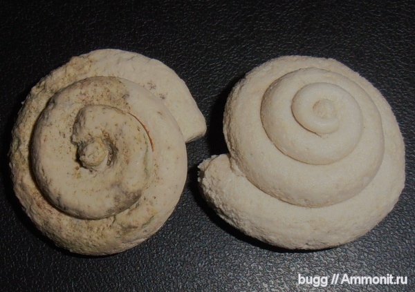 гастроподы, мел, брюхоногие моллюски, Инкерман, Cretaceous