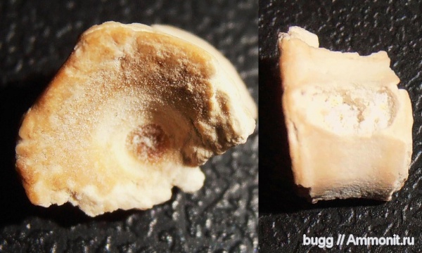 мел, позвонки рыб, Инкерман, Cretaceous