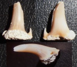 зуб акулы