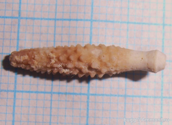 мел, иглы морских ежей, Инкерман, Cretaceous