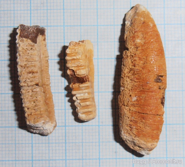 палеоген, датский ярус, Myliobatis, зубы скатов, Терновка