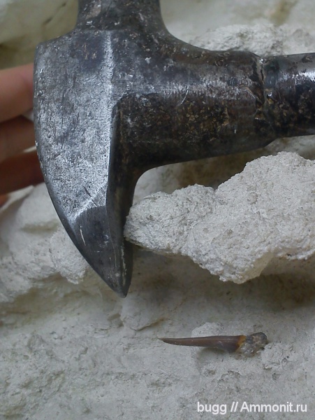 палеоцен, зубы акул, Odontaspis, датский ярус, Carcharias, Odontaspididae, Терновка, shark teeth