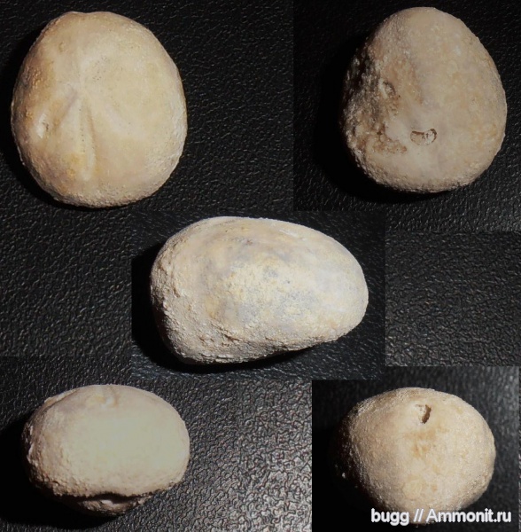 морские ежи, нижний мел, Байдарская долина, Lower Cretaceous