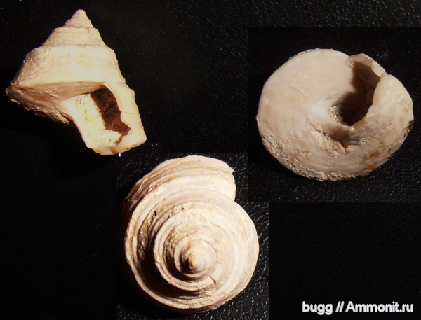 миоцен, Фиолент, Trochus, Севастополь