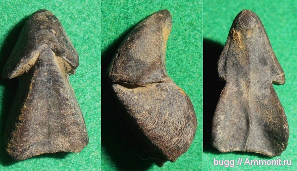 юра, ринхолиты, титон, Hadrocheilus, Байдарская долина, Hadrocheilus agafoni, Tithonian, Jurassic