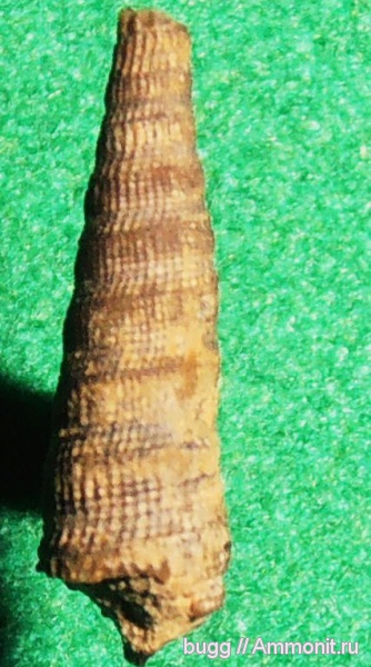 юра, титон, Байдарская долина, Tithonian, Jurassic