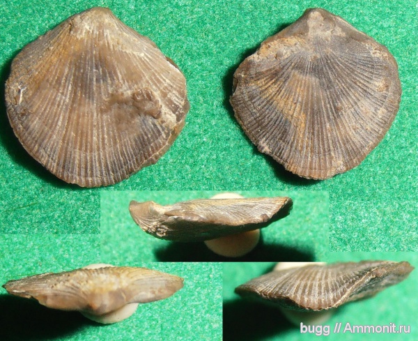 брахиоподы, юра, титон, Terebratulida, Байдарская долина, Terebratulina, Tithonian, Jurassic