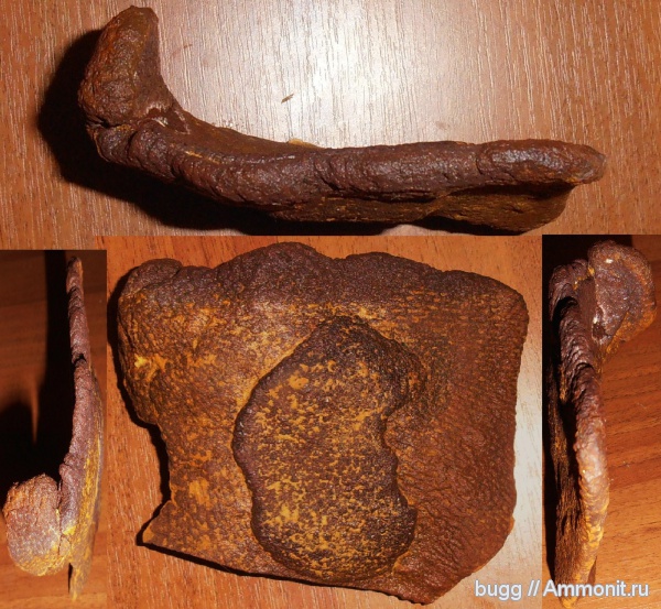 мел, губки, маастрихт, Инкерман, Maastrichtian, Cretaceous