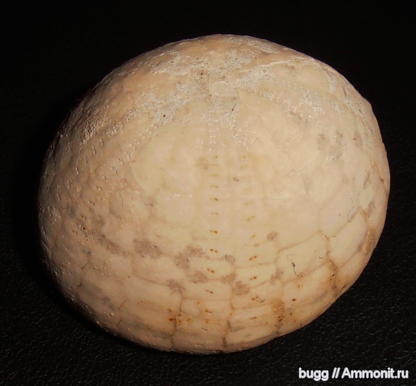 морские ежи, мел, Белогорск, Cretaceous