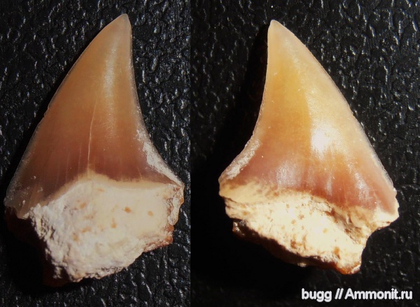 мел, зубы акул, Cretoxyrhina, Терновка, Cretaceous, shark teeth