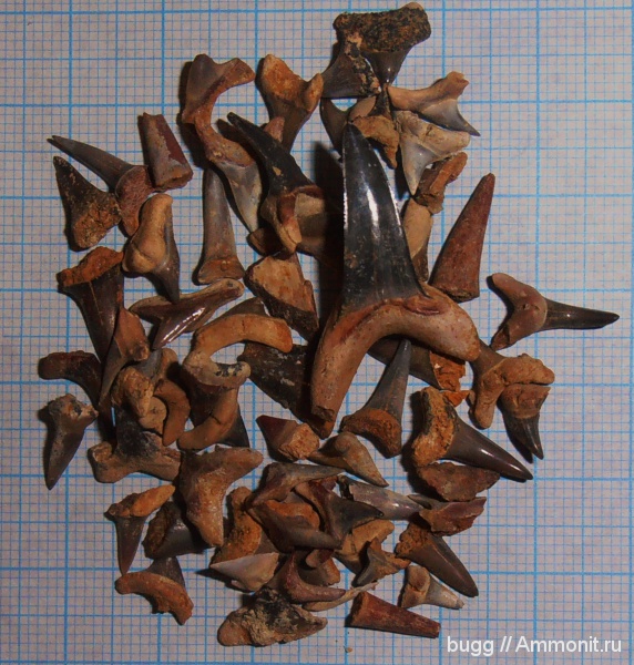 эоцен, зубы акул, Белогорск, shark teeth