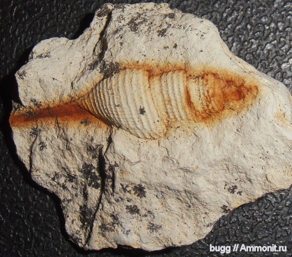 брюхоногие моллюски, кампан, Белогорск, Белая Скала, Campanian