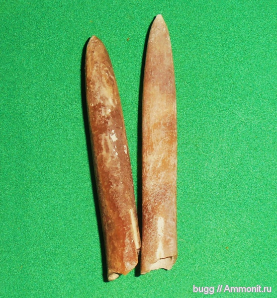 белемниты, мел, маастрихт, Belemnitella, Бахчисарайский район, Maastrichtian, Cretaceous, belemnites