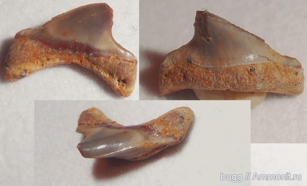 эоцен, зубы акул, Isuridae, Белогорск, Белая Скала, shark teeth