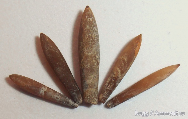 белемниты, мел, апт, Neohibolites, Верхоречье, Aptian, Cretaceous, belemnites