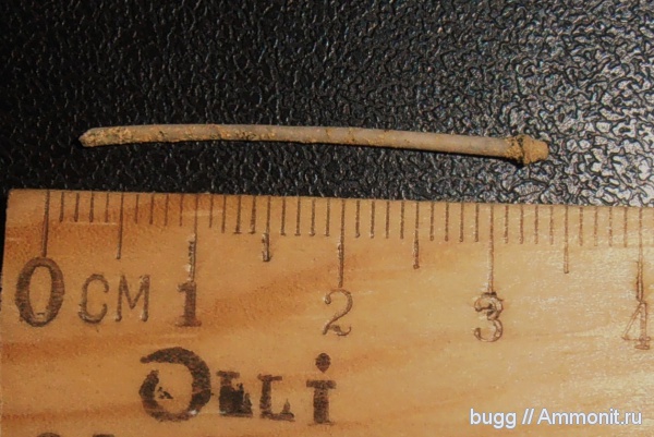 мел, Белогорск, Cretaceous