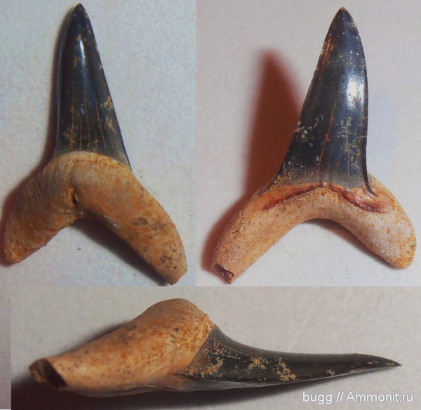 эоцен, зубы акул, Macrorhizodus, Белогорск, Белая Скала, Macrorhizodus praecursor, shark teeth