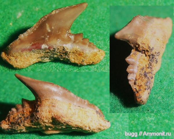 эоцен, зубы акул, Galeocerdo, Carcharhiniformes, Белогорск, Белая Скала, shark teeth