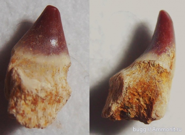 эоцен, Cybium, Белогорск, Белая Скала