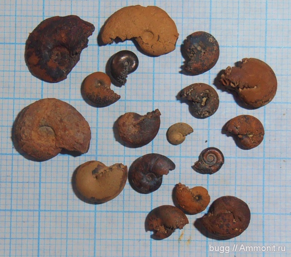 мел, апт, Верхоречье, Aptian, Cretaceous