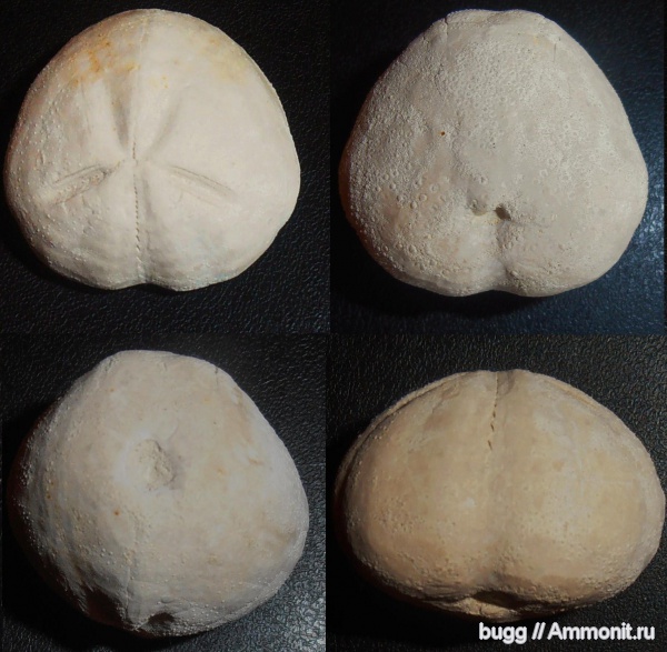 морские ежи, мел, маастрихт, Micraster, Белогорск, Maastrichtian, Cretaceous