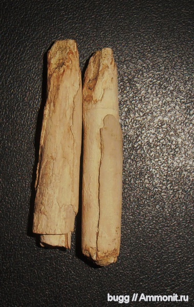 мел, маастрихт, Белогорский район, Бурундук-Кайя, Maastrichtian, Cretaceous