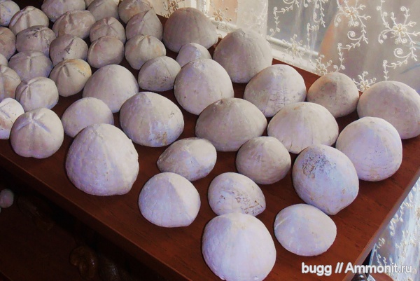 морские ежи, мел, маастрихт, Белогорский район, Бурундук-Кайя, Maastrichtian, Cretaceous