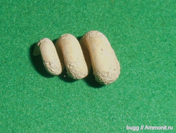 мел, маастрихт, Малое Садовое, Maastrichtian, Cretaceous