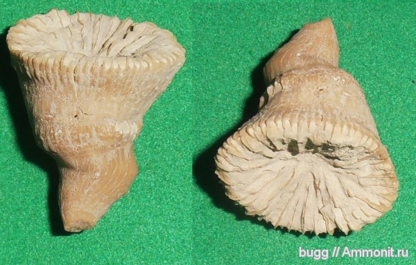 мел, маастрихт, Scleractinia, Малое Садовое, Maastrichtian, Cretaceous