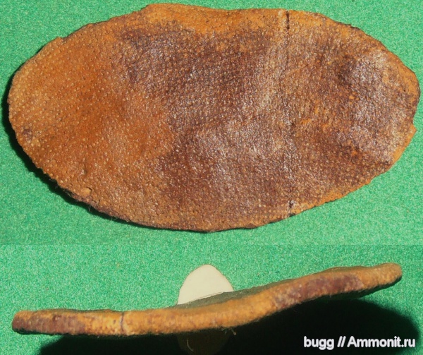 мел, губки, маастрихт, Малое Садовое, Maastrichtian, Cretaceous